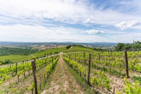 Toscana, azienda vitivinicola in vendita [322]