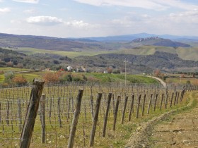 Land in the vineyard for sale in Tuscany [ 839]