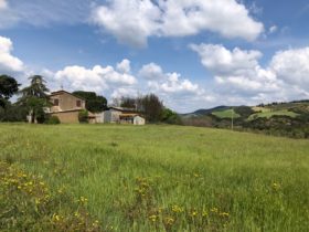 Azienda agricola in vendita [960]