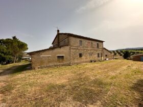 Toscana, Cinigiano, azienda agricola in vendita [323]